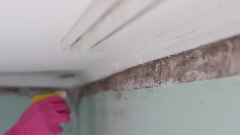 Best Industrial Mold Remediation  in Waynesboro, PA